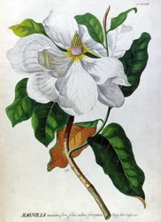 Magnolia