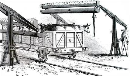 Apparatet til vanding af kvæg under transport.