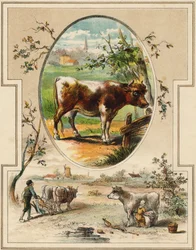Koen. Indgravering i "Mon premier Grand Alphabet". Bernardin-Bechet Edition, Paris, ca. 1890. Illustrationer af A. des Lilleuls. Ingen side, 46 sider. Mål: 31x22 cm.