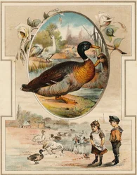 Anden. Indgravering i "Mon premier Grand Alphabet". Bernardin-Bechet Edition, Paris, ca. 1890. Illustrationer af A. des Lilleuls. Ingen side, 46 sider. Mål: 31x22 cm.