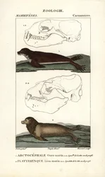 Havbjørnen eller den nordlige pelssæl (arctocephale) og søløven eller søløven (platyrhynque) - Eau forte af Jean Gabriel Pretre (1780-1845), graveret af Carnonkel, til den naturvidenskabelige ordbog: pattedyr af Frederic Cuvier, redigeret af Pierre Jean Fr