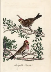 Sizerin eller lille linotte. Farvet kobberstik af George Graves i British Ornithology.
