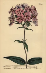 Thickleaf Phlox, Phlox carolina (Rustilket lychnidea)
