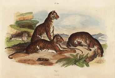Tigre, Panthera tigris, truede