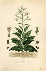 Tobaksplante, Nicotiana tabacum, Tabac