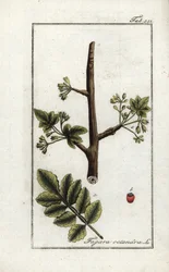 Tomentose eller tacamac-gummi (Elaphrium tomentosum). Litografi fra "Afbeelding der Artseny-Gewassen" af Johannes Zorn (1739-1799), Holland