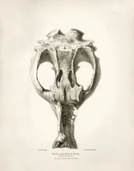 Toxodon Crane, et forhistorisk dyr fundet af Charles Darwin nær Montevideo, Uruguay, under hans opdagelsesrejse ombord på Beagle. The Zoology of the voyage of H.M.S. Beagle under kommando af kaptajn Fitzroy i årene 1832 til 1836 redigeret og udgivet af