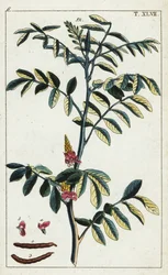 Ægte indigo, Indigofera tinctoria.