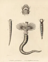 Rørorm, Serpula vermicularis (Serpula contortuplicata), og vifteorm, Amphictene auricoma (Amphitrite auricoma). Håndkoloreret litografi af Gebhart efter en illustration af Zehner fra Georg Friedrich Treitschkes naturhistoriske galleri, Naturhistoris.