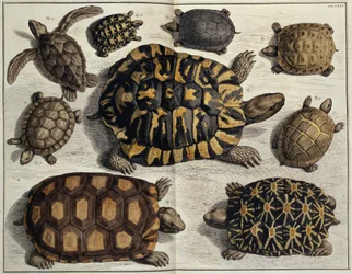 Skildpadder: fra Albert Sebas "Locupletissimi Rerum Naturalium", ca. 1750 (håndkoloreret stik)