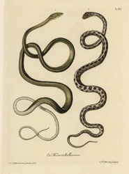 To slanger fra Surinam: Grøn slange (Malayan green whipsnake, Ahaetulla mycterizans) og ternet strømpebåndsslange, Thamnophis marcianus. Surinams grønne slange, Coluber mycterizans, en hvid slange, der er elegant farvet med sort i en kæde. Håndfarvet kappe