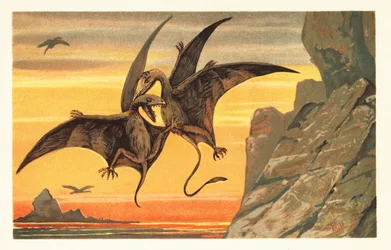 To pterodactyler kæmper midt på flyvningen mod en rød himmel.1908 (litografi)