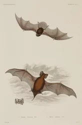 To typer flagermus