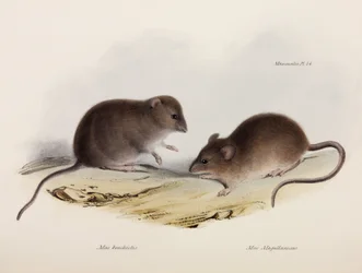To typer mus, Sydamerika, c 1832-1836