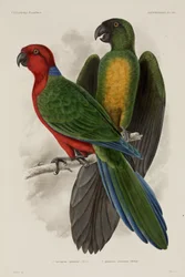 To typer papegøjer, Fiji