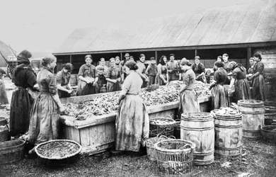 Det Forenede Kongerige: Kvinder, der renser sild. Aberdeen, c1880