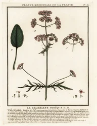 Baldrian, Valeriana dioica.