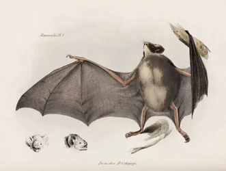 Vampyr flagermus, Sydamerika, c 1832-1836