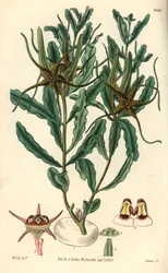 Variete af Brachystelma (Brachystelma crispum) - Illustration af William Jackson Hooper (1785-1865), stik af Swan, til William Curtis