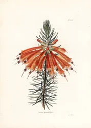 Variete de bruyere - Litografi af George Cooke, til det britiske magasin Conrad Loddiges Botanical Cabinet (1738-1826)