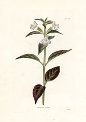 Variete de mimule - Litografi af George Cooke, til det britiske magasin Conrad Loddiges (1738-1826)