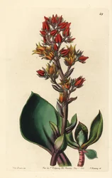 Varietet af Echeveria (sukkulent plante i Amerika) - Skarpbladet echeveria, Echeveria acutifolia. Håndkoloreret kobberstik af George Barclay efter en illustration af Miss Sarah Drake fra Edwards