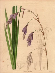 Varietet af iris (Sparaxis pendula), kaldet Harlekinblomst, hjemmehørende i Sydafrika, med hængende blomster i lilla farve. Illustration af R. Mills (aktiv 1836-1842), i The Botanist, serie af Benjamin Maund i fem bind, udgivet mellem 1836 og 1842.