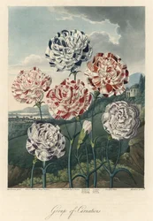 Sorter af almindelige nelliker (eller blomsternelliker eller kryddernelliker) Stærkt vand, hentet fra The Temple of Flora, af Dr. Robert Thornton (1768-1837)