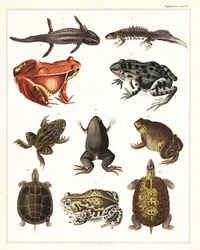 Sorter af padder, frøer og skildpadder., 1841 (litografi)