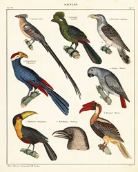 Sorter af fugle., 1841 (litografi)