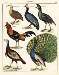 Sorter af fugle. ,1841 (litografi)