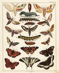 Varianter af sommerfugle, møl osv., 1841 (litografi)