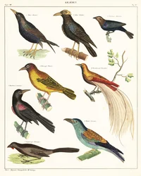 Varianter af eksotiske fugle. ,1841 (litografi)