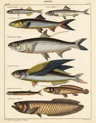 Sorter af fisk., 1841 (litografi)