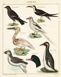 Varianter af havfugle. ,1841 (litografi)
