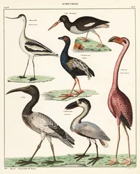 Varianter af vadefugle. ,1841 (litografi)