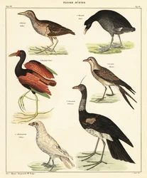Forskellige vandfugle. ,1841 (litografi)