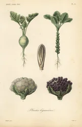 Grøntsager, Plantes legumieres