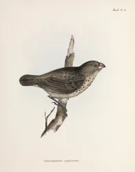 Vegetarfink, Galapagosøerne, ca. 1832-1836