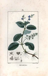 Veronique des ruisseaux ou cress de cheval or salad de chouette - Stik af Lambert fils, efter en tegning af Pierre Jean Francois Turpin (1775-1840), uddraget af La flore medicale, de Chaumeton, Poiret et Chamberet, Paris 1830 - Brooklime eller European spe