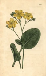 Villardie - Villarsia ovata (Ovalbladet kappebønne, Menyanthes ovata). Håndkoloreret botanisk stik fra John Sims