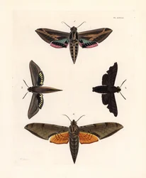 Sfinksmøl, Eummorpha vitis 1, sørgesfinks, Enyo lugubris 2, tersa-sfinks, Xylophanes tersa 3, og stribet sfinks, Proambulyx strigilis 4. Håndkoloreret litografi fra John O. Westwoods nye udgave af Dru Drurys "Illustrations of Exotic Ento