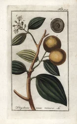 Vomiker (Strychnis nux-vomica). Litografi fra "Afbeelding der Artseny-Gewassen" af Johannes Zorn (1739-1799), Holland