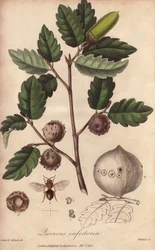 Wales Oak (Quercus infectoria) - Stærkt vand af William Clarke til at illustrere "Medical Botanical, Description of the Medicinal Plants of London, Edinburgh and Dublin" af John Stephenson og James Morss Churchill, udgivet i London af John Churchill i
