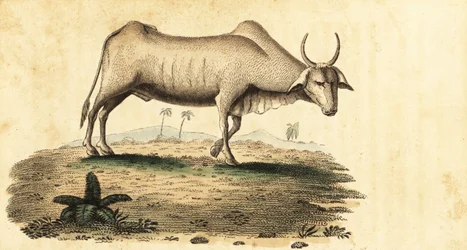 Vandbøffel, Bubalus bubalus., 1800 (gravering)
