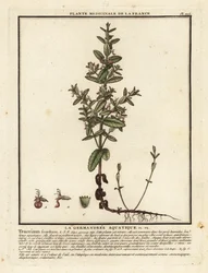 Vandgermand, Teucrium scordium.