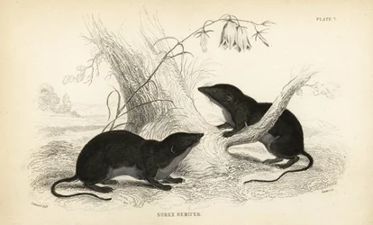 Vandspidsmus, Neomys fodiens (Sorex remifer, Sorex fodiens). Håndkoloreret stålstik af Lizars efter en illustration af James Stewart fra William Jardine
