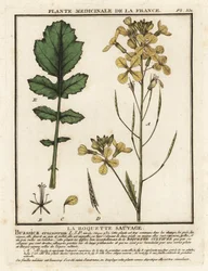 Brøndkarsebladraket, Erucastrum nasturtiifolium.
