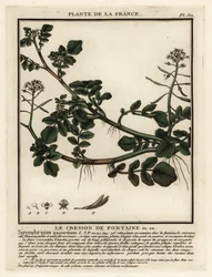 Brøndkarse, Nasturtium officinale.