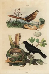 Græssmørke, Amytornis textilis 1 og almindelig solsort med rede og æg, Turdus merula 2. Merion, Merle commun.